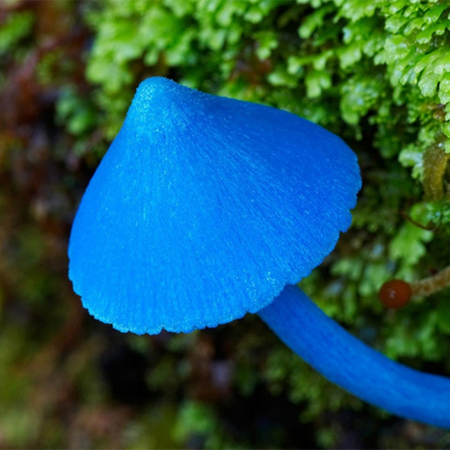 蓝色毒蘑菇图片图片