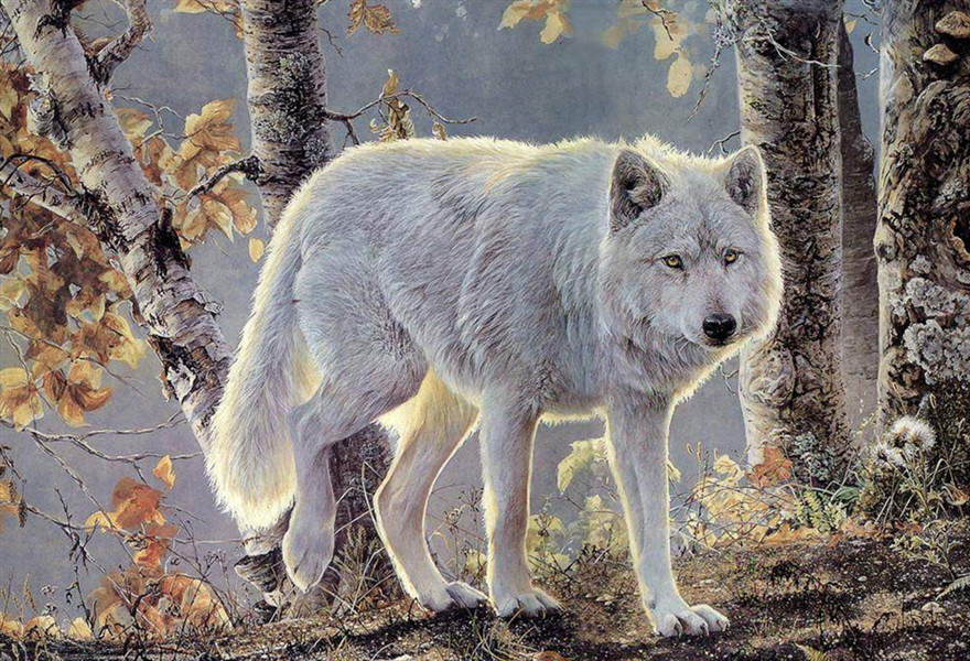 纽芬兰白狼通体雪白色,只有头部和脚部会呈现出浅浅的米色,它们的身体