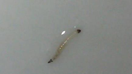 内衣有虫_早起的鸟儿有虫吃图片
