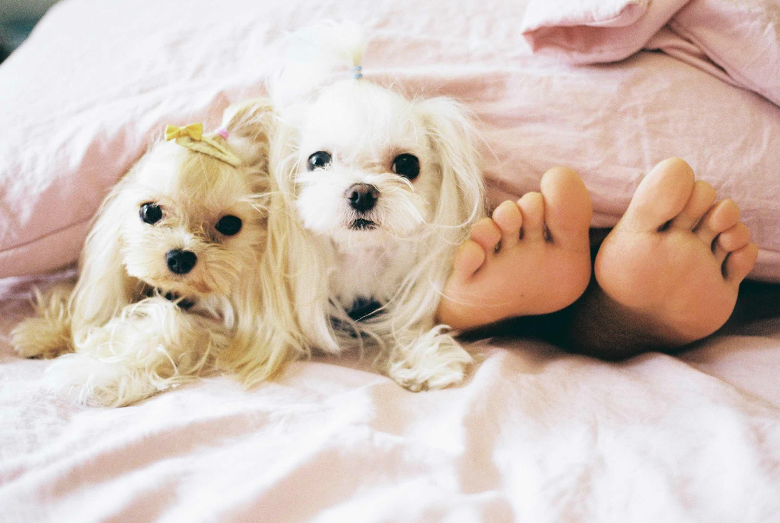 揭秘狗狗的6大肢体动作!你知道几个?