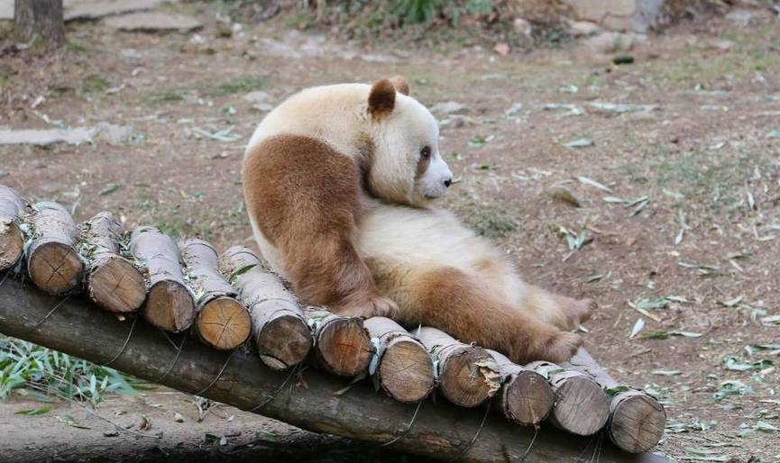 棕色熊猫七仔从小被父母抛弃还被其它熊猫欺负