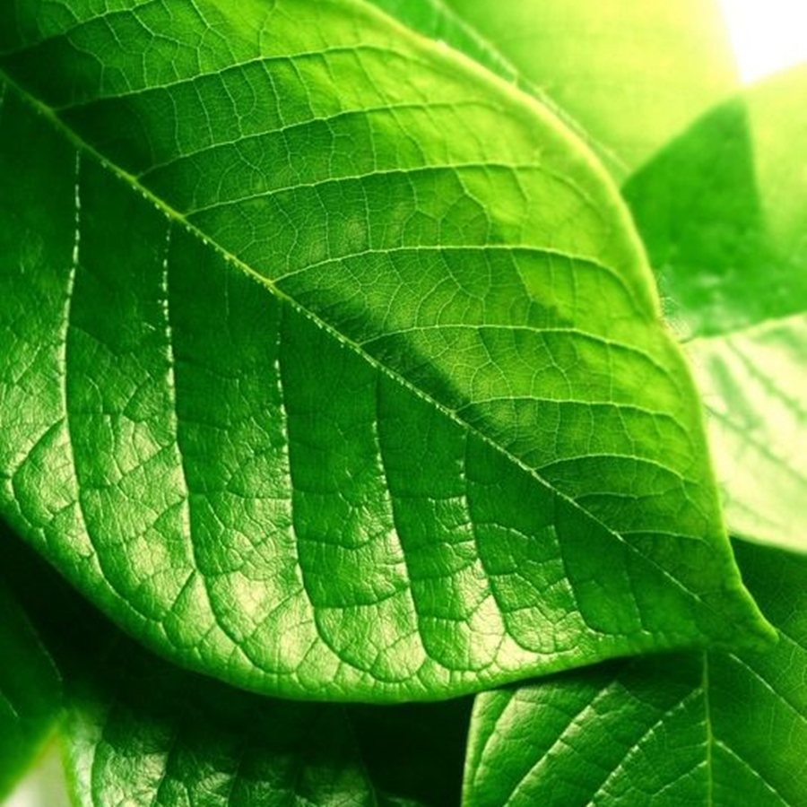 苹果绿,草绿色,翠绿色等,你最喜欢哪一种?