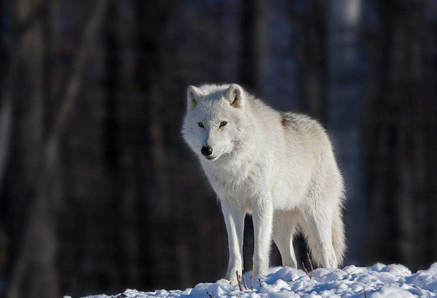 纽芬兰白狼眼睛颜色图片