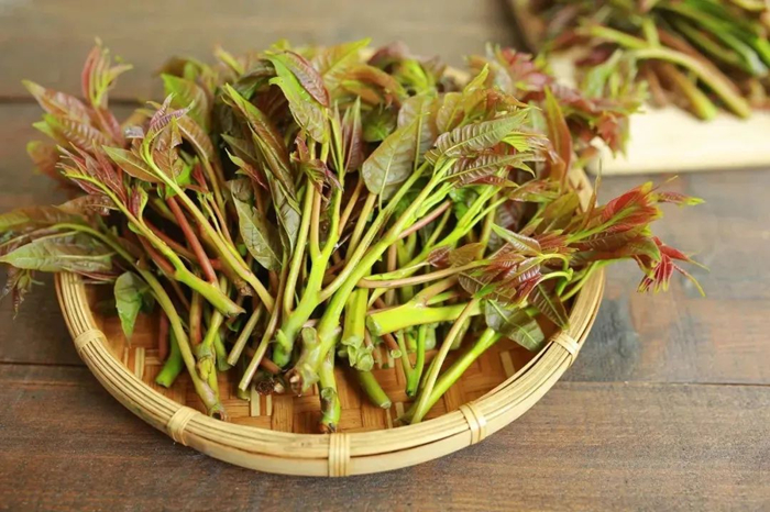 盘点八种能吃的树叶,你吃过几种?