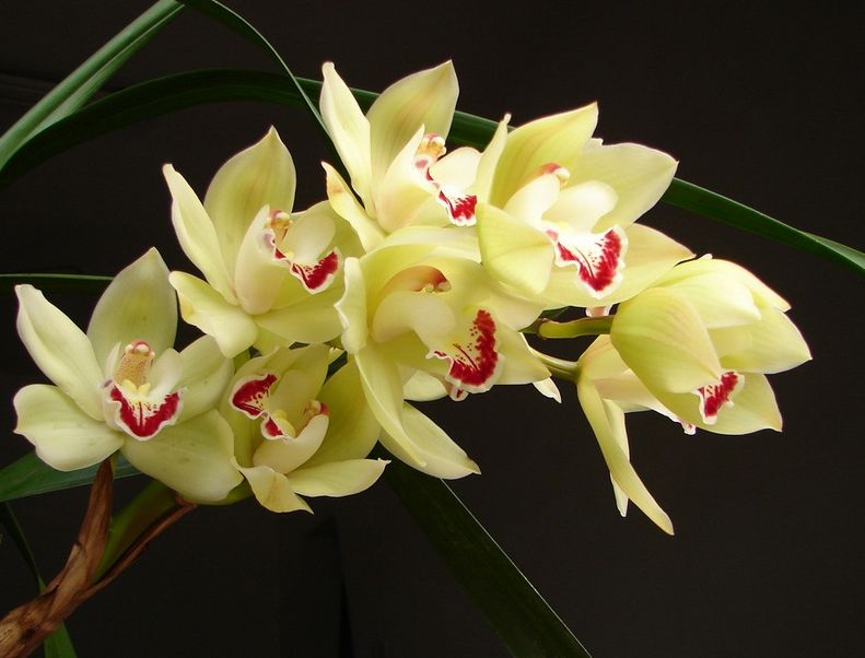 其精贵之处在于它是全世界独一无二的,是通过了不少的技术改良才培育