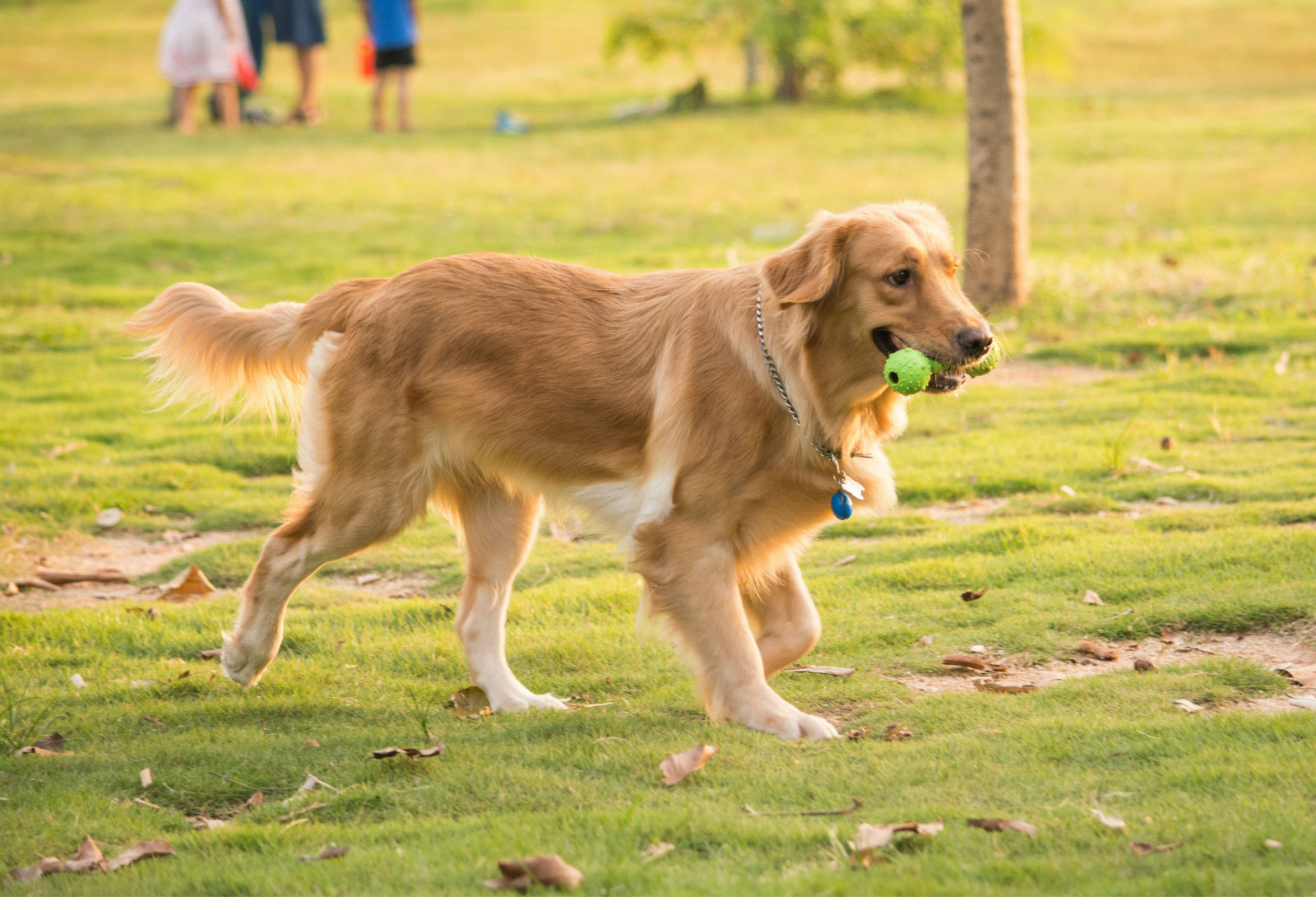 揭秘狗狗的6大肢体动作!你知道几个?