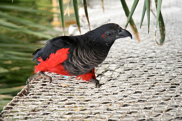 听起来威风凛凛的德古拉鹦鹉,竟然是自然界的弱势群体?
