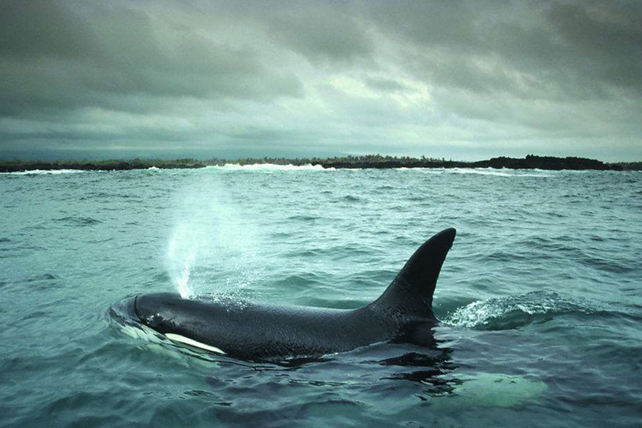 原来鲸鱼喷出的不是水而是毒气