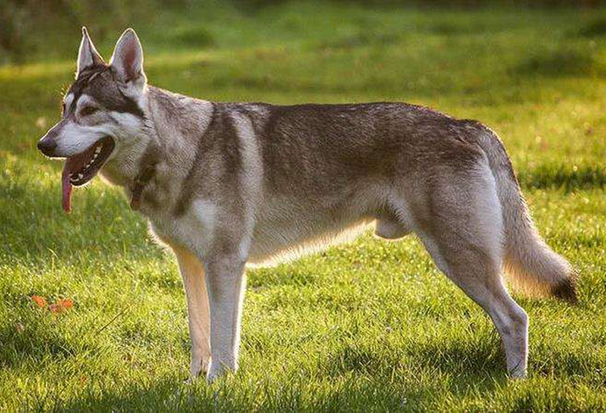 北因努伊特犬同样是雪橇犬家族的,奇努克部落古老犬种,名字的寓意是