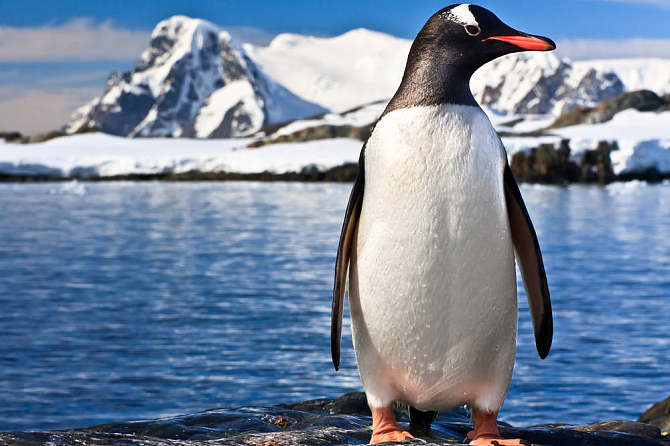 迷路了南极企鹅流浪3000公里再上岸时懵了