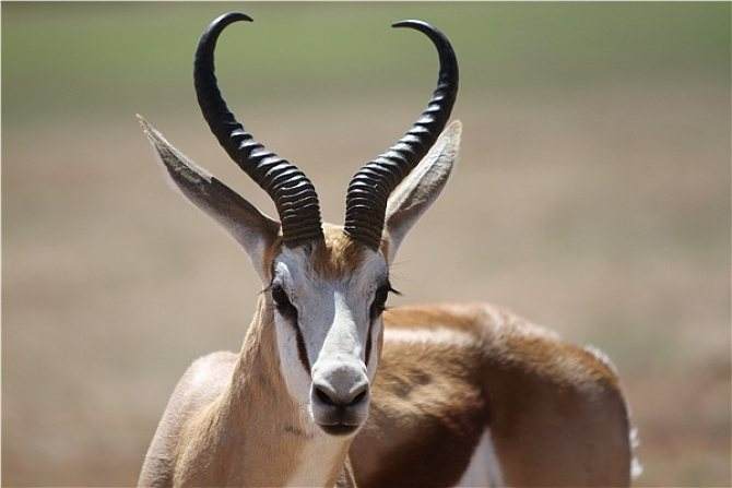 此外,还有白尾鹿,黑熊,郊狼,美洲野狗,灰熊