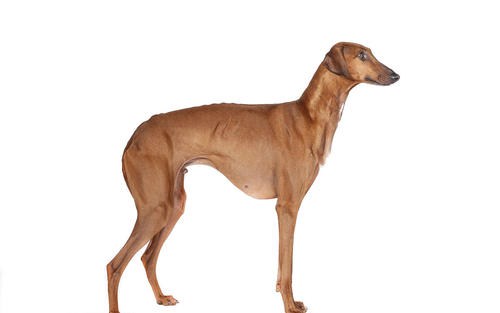 阿扎瓦克犬体型苗条而优雅,它们有丰满的肌肉和矫健的骨架,整洁紧凑的