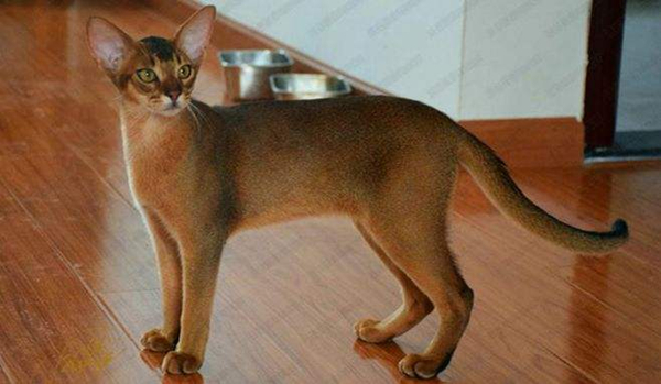 大约在1860年,古埃及猫被一位英国军官从阿比西尼亚(今埃塞俄比亚)带