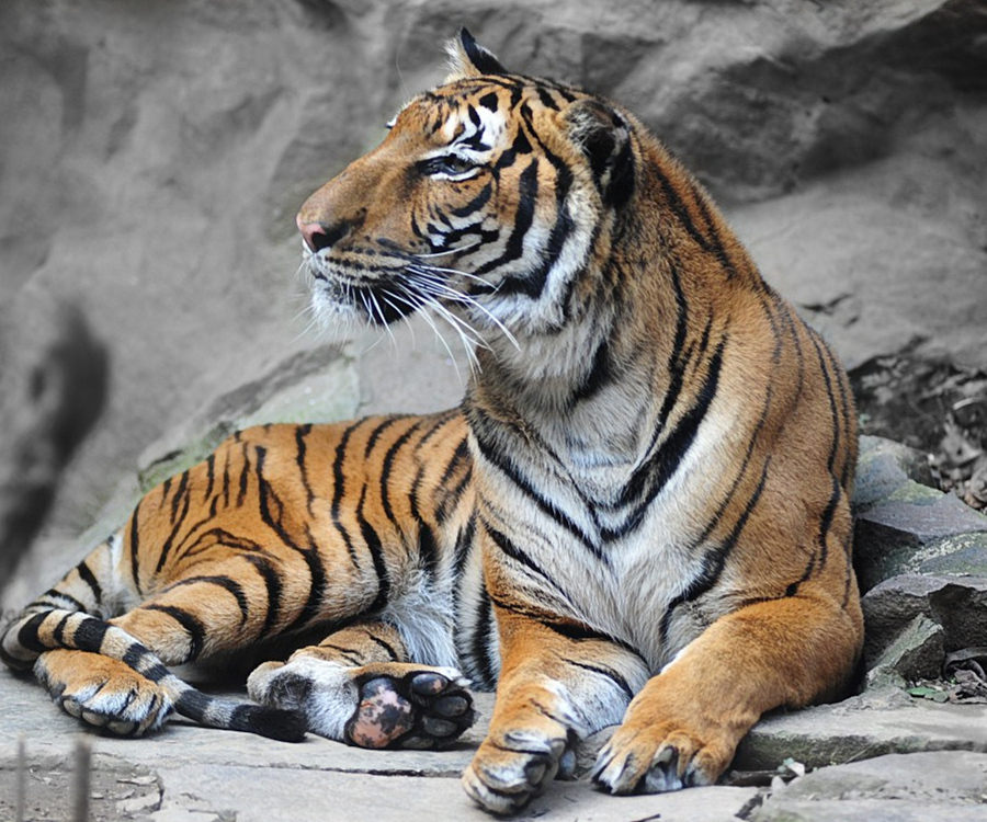 被动物园人工豢养的华南虎能在野外生存吗