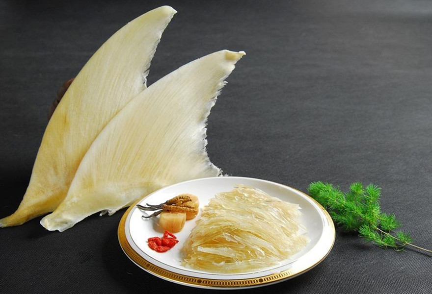 由于鱼翅价格昂贵,鲨鱼遭到了大量的捕杀,世界多地已经明令禁止这种