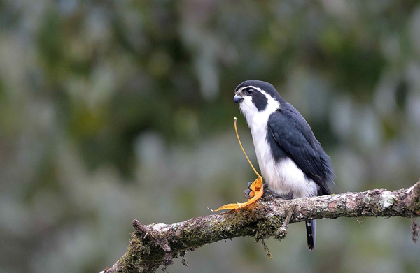 长着熊猫脸和鹰钩嘴,却是世界上最小的猛禽!