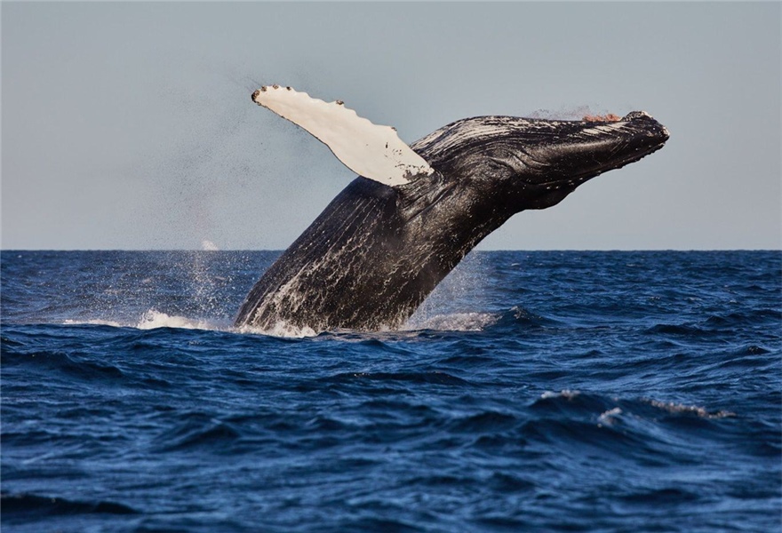 唯一生活在北极的鲸鱼,体型巨大,还能即兴创作歌曲
