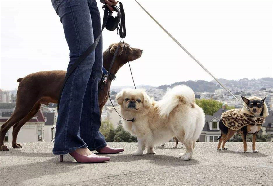 又一个新兴职业,遛狗都能赚钱了!