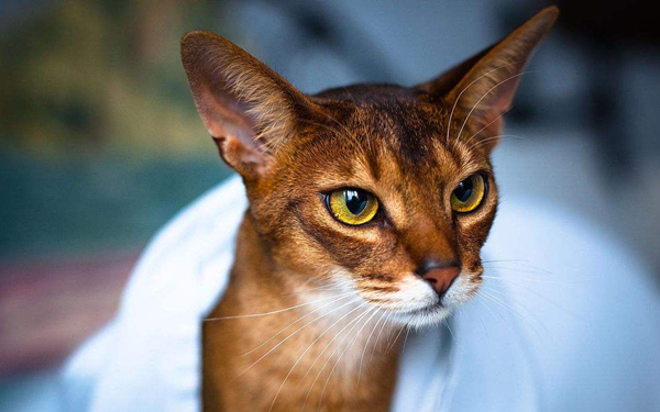 大约在1860年,古埃及猫被一位英国军官从阿比西尼亚(今埃塞俄比亚)带