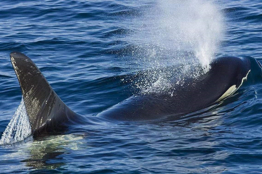 原来鲸鱼喷出的不是水而是毒气