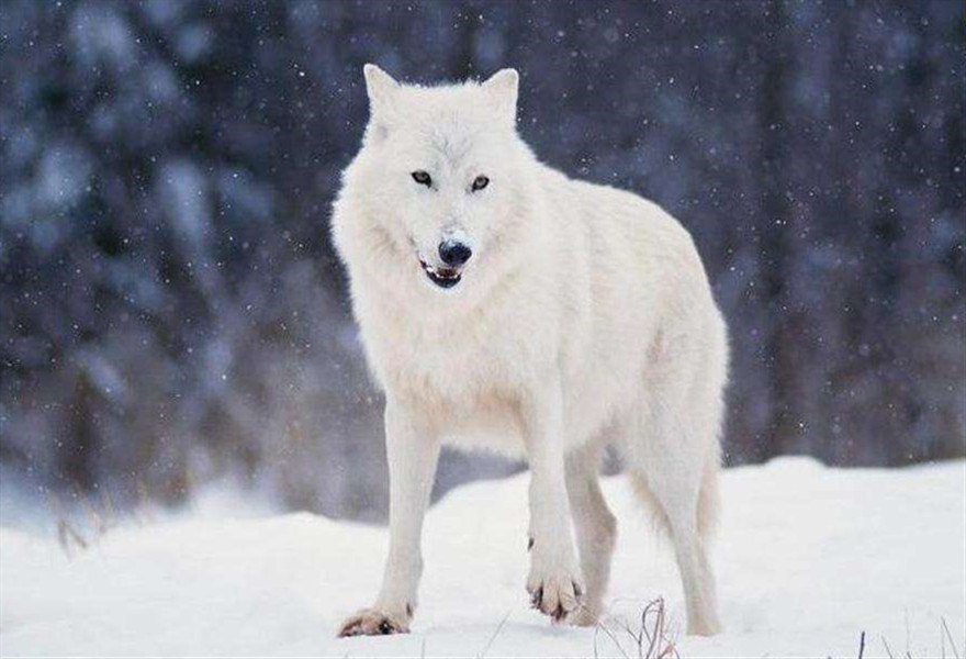 但是,受到许多因素的影响,纽芬兰白狼的栖息地迅速缩小,它们的族群