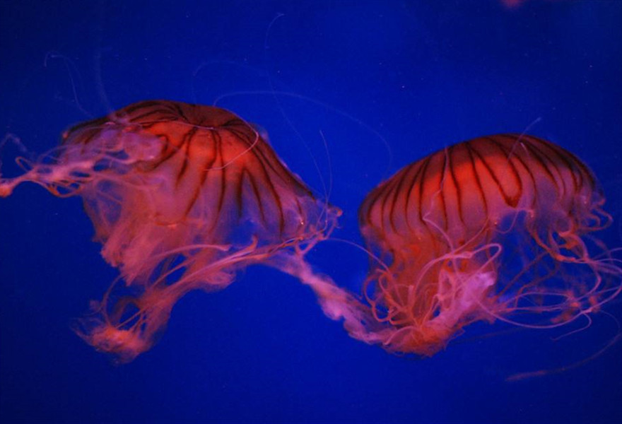 海洋不同深度的發光色彩,幾乎都來自於生物之間