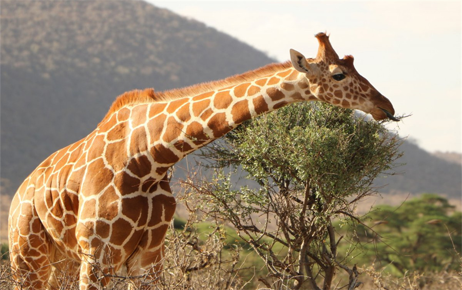 长颈鹿睡觉有多难?它不敢躺着睡,还要用树枝做枕头