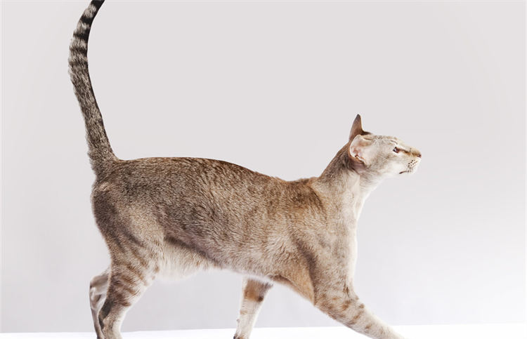 猫咪摇尾巴原来有这么多种意思