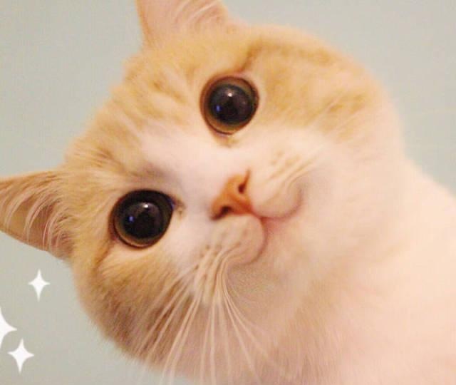 它的大眼睛和小表情,让人许多人萌到不能呼吸!