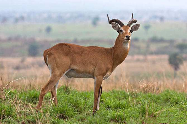 黄石公园的神奇动物——羚羊