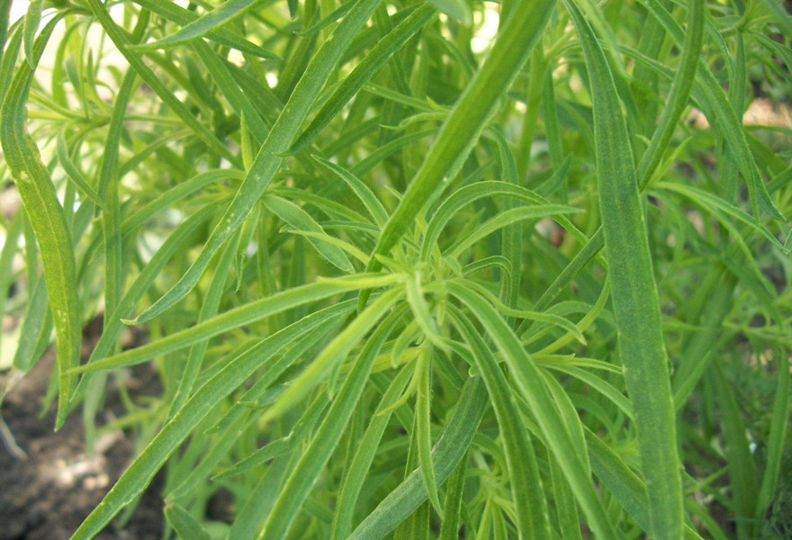 农村用来做扫帚的"扫帚草",它的药用价值更珍贵