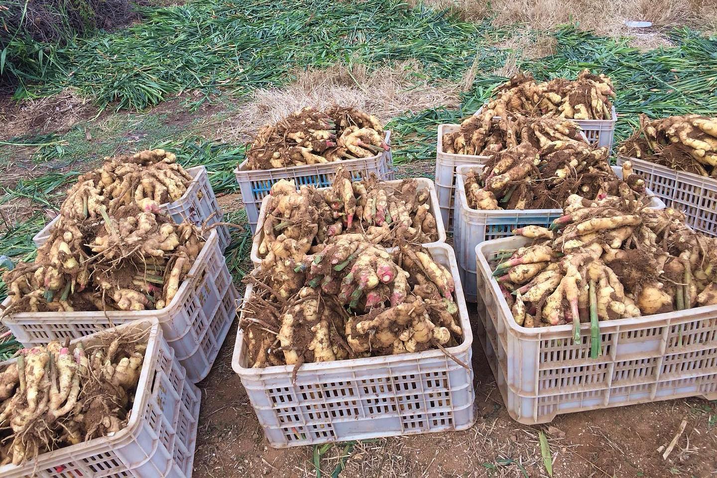 種姜的農戶每家都會挖一眼深井用來存儲收穫的生薑,把生薑放進姜井裡