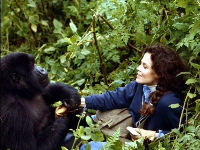 十部惊心动魄的丛林冒险电影,让你紧张又刺激