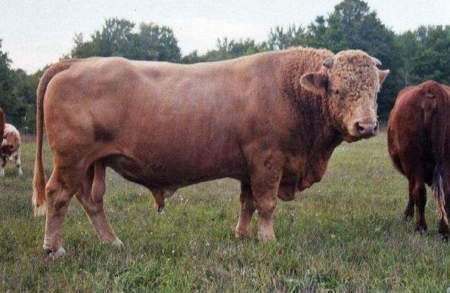 1.皮弗娄牛(beefalo)