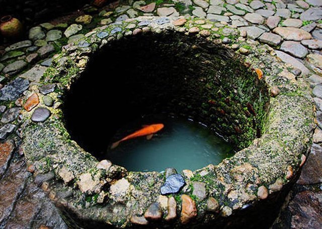 为什么农村的水井总会有几条金黄色的鱼?