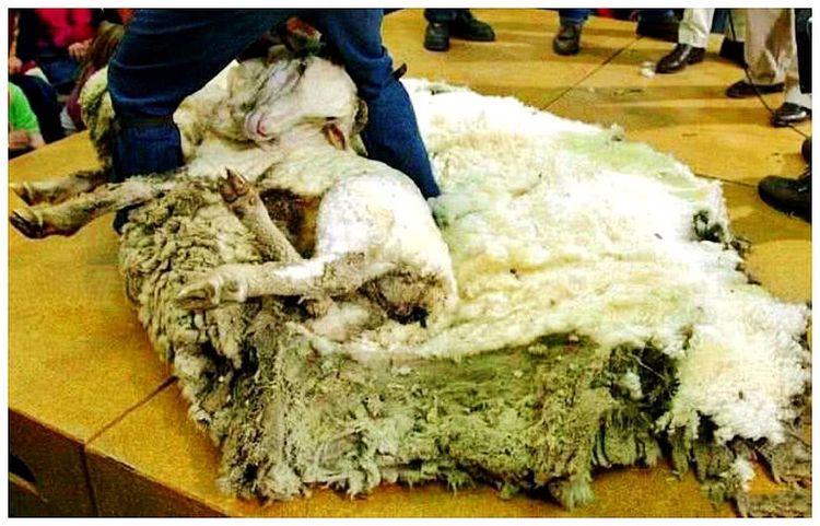 男子发现走失六年的绵羊回来了,带它去理羊毛,主人乐坏了