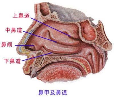 鼻腔3d结构图_鼻腔3d图