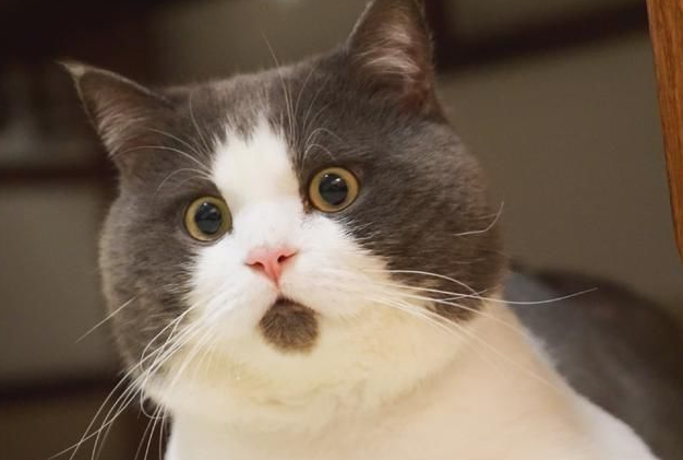 猫咪表情包大眼睛图片