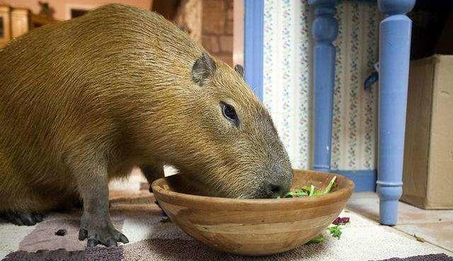 小伙街头买迷你鼠送女友,但一年后出现的状况,让他苦恼不已!