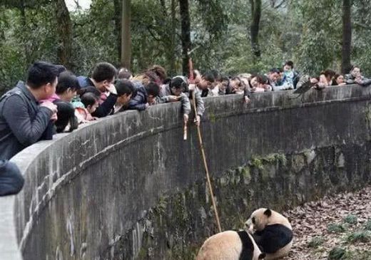 遊客惡意投食大熊貓,飼養員急的爆粗口,網友:熊貓死了和你拼命