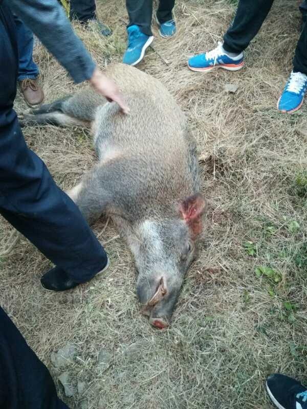 杭州一小区惊现野猪 协警一枪毙命 最后野猪上了邻居节的餐桌