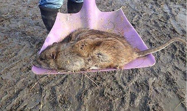 这老鼠是要成精的节奏了,居然有足足11公斤重