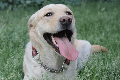 1800买了条哈士奇,天天抽它,它却让我拿到了奖金