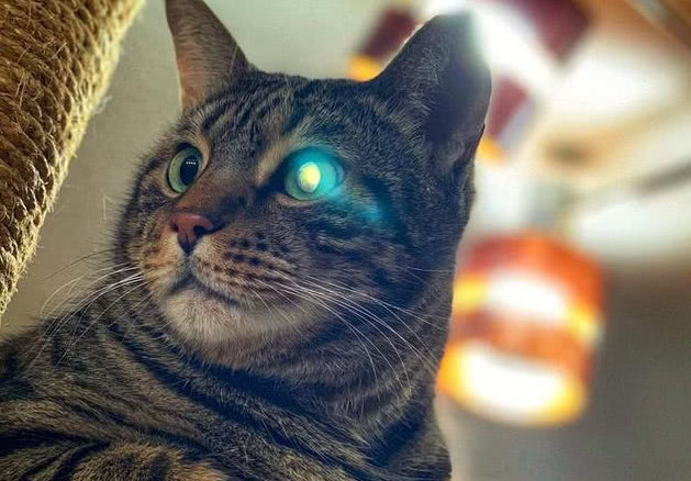不同品种的猫咪,它们的眼睛颜色不一样,所以它们在晚上所发出的光也是