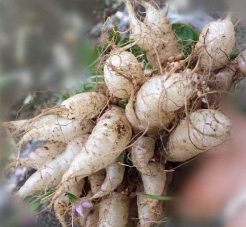 农民恨之入骨的三样植物, 却是治病良药