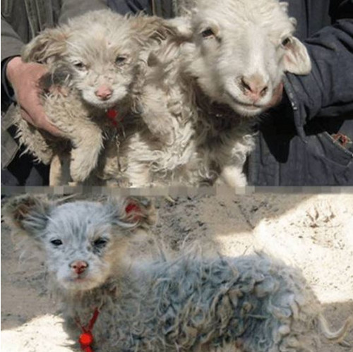 狗和羊的杂交?怎么会出现这种情况.