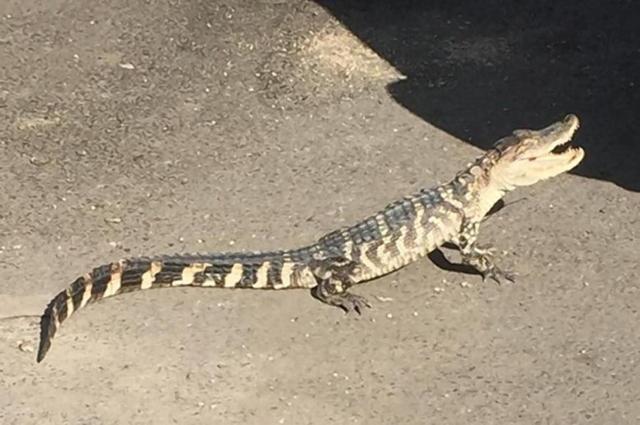 一条短尾鳄游走美国街头,被收容后居然离奇死亡