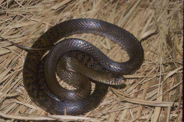 如果家里是靠近山或湿地的话,附近经常会看到有蛇出没,这是很正常的