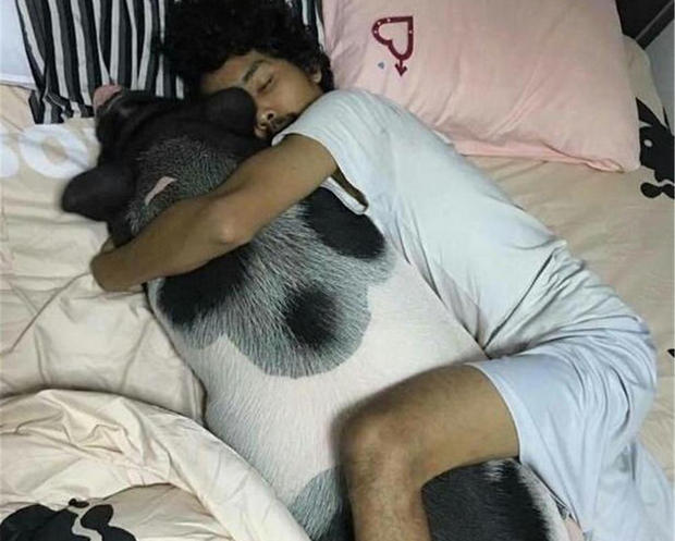 泰国男子抱着母猪睡觉画面和谐,网友:这抱枕哪里能买到?