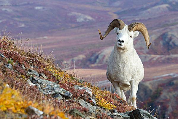 食草动物真的只吃素吗?答案可能跟你想的不一样